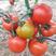 高抗TY病毒，高产，大果，硬度好红果大番茄种子