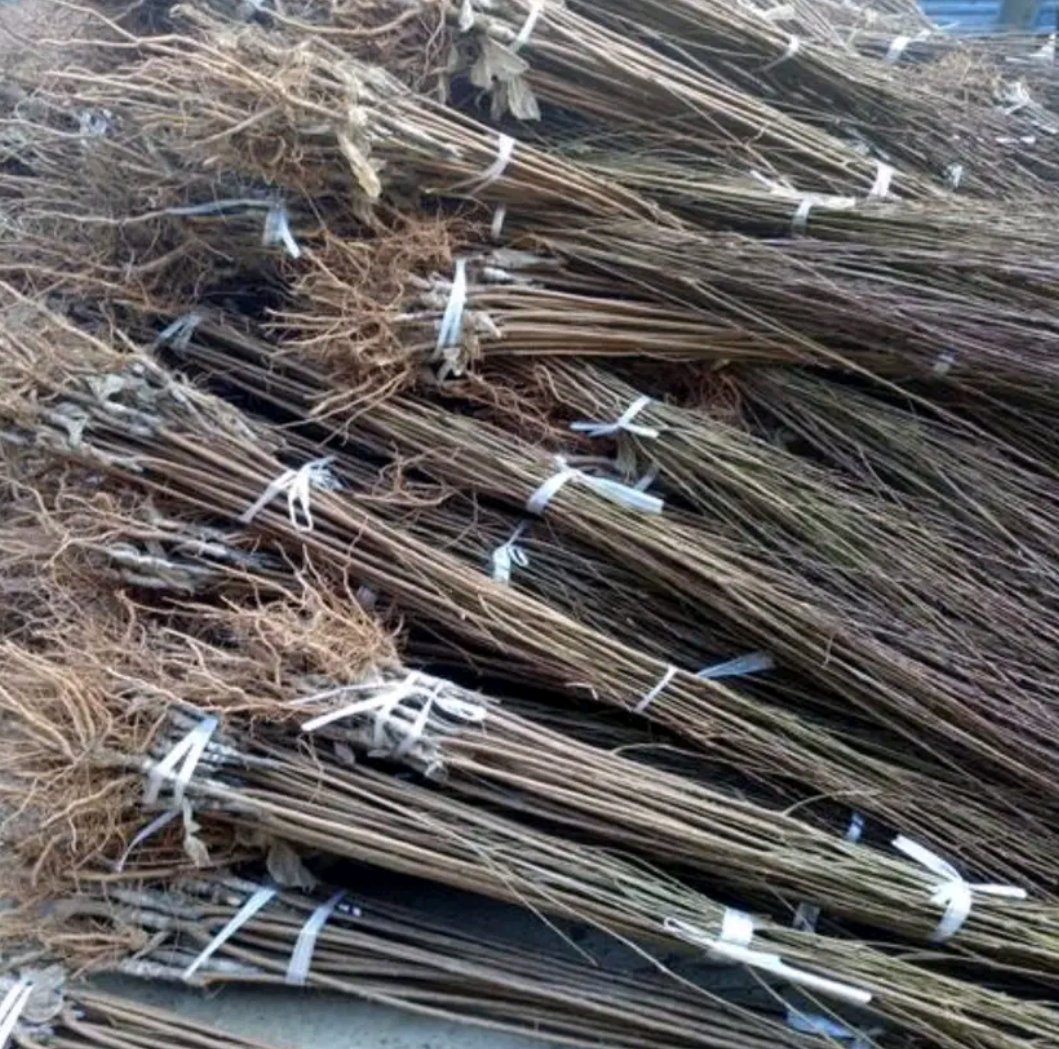 吉胜李子苗幼苗生长状态