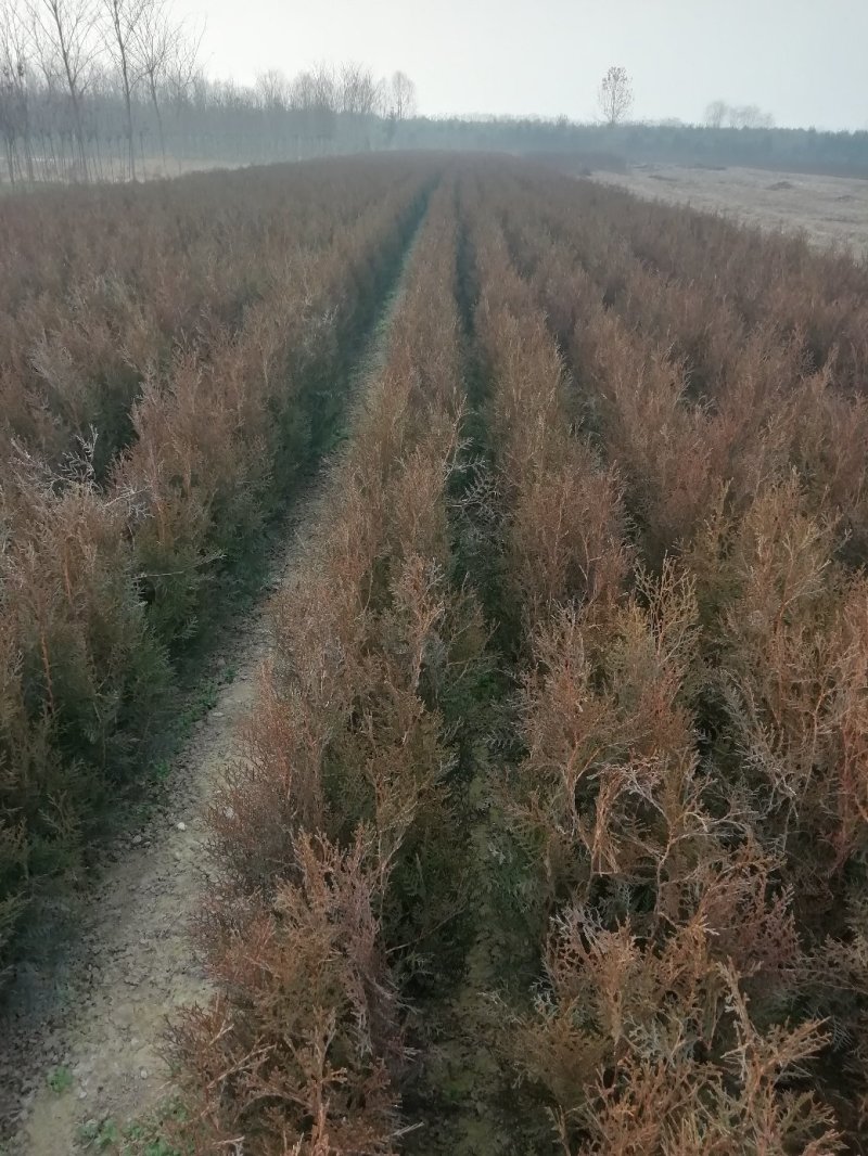 侧柏基地六十公分七十公分八十公分以上，优质侧柏百万出售
