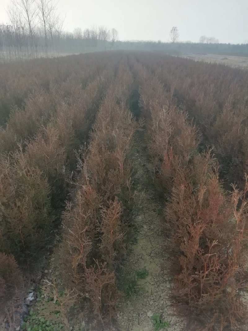 侧柏基地六十公分七十公分八十公分以上，优质侧柏百万出售