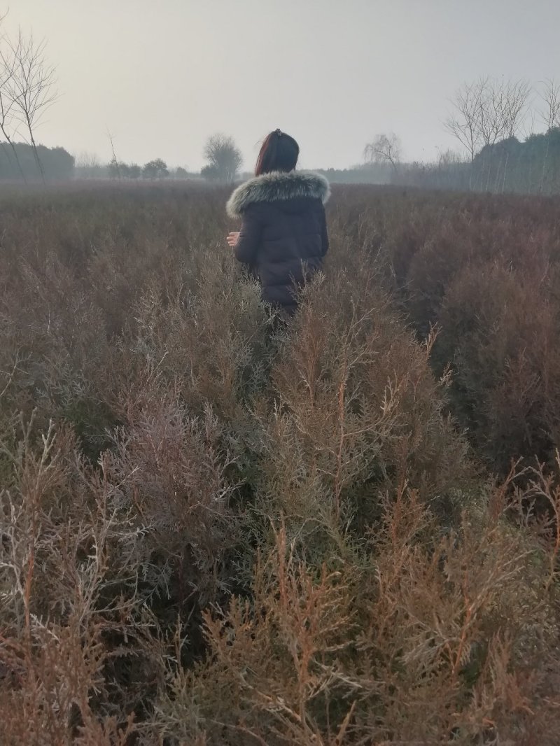 侧柏基地六十公分七十公分八十公分以上，优质侧柏百万出售