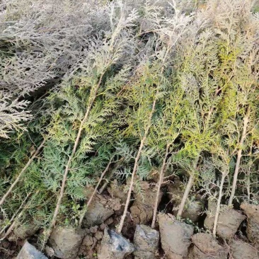 侧柏基地六十公分七十公分八十公分以上，优质侧柏百万出售