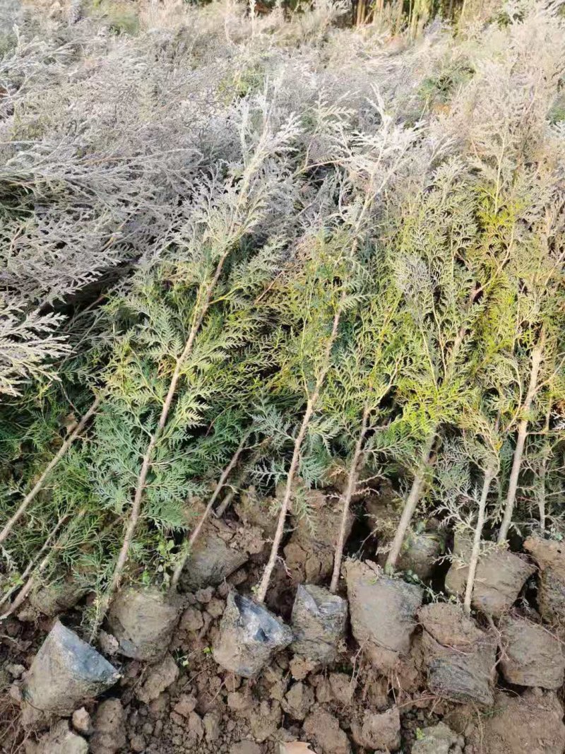 侧柏基地六十公分七十公分八十公分以上，优质侧柏百万出售