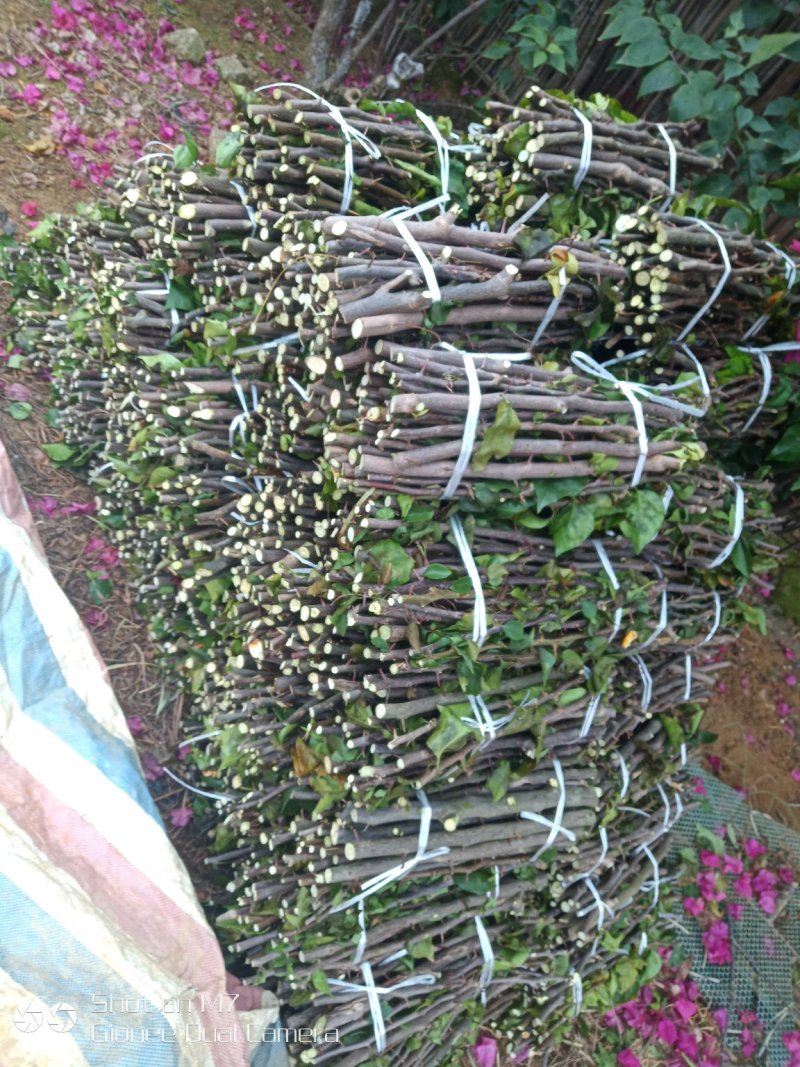 三角梅种苗枝条：水红，紫花如图实物基地直销
