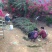 三角梅种苗枝条：水红，紫花如图实物基地直销