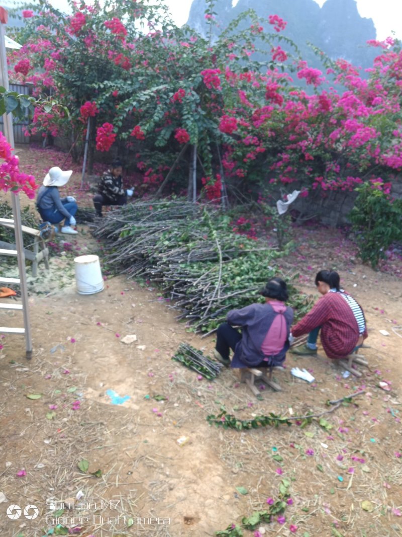三角梅种苗枝条：水红，紫花如图实物基地直销