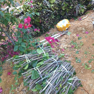 三角梅种苗枝条：水红，紫花如图实物基地直销