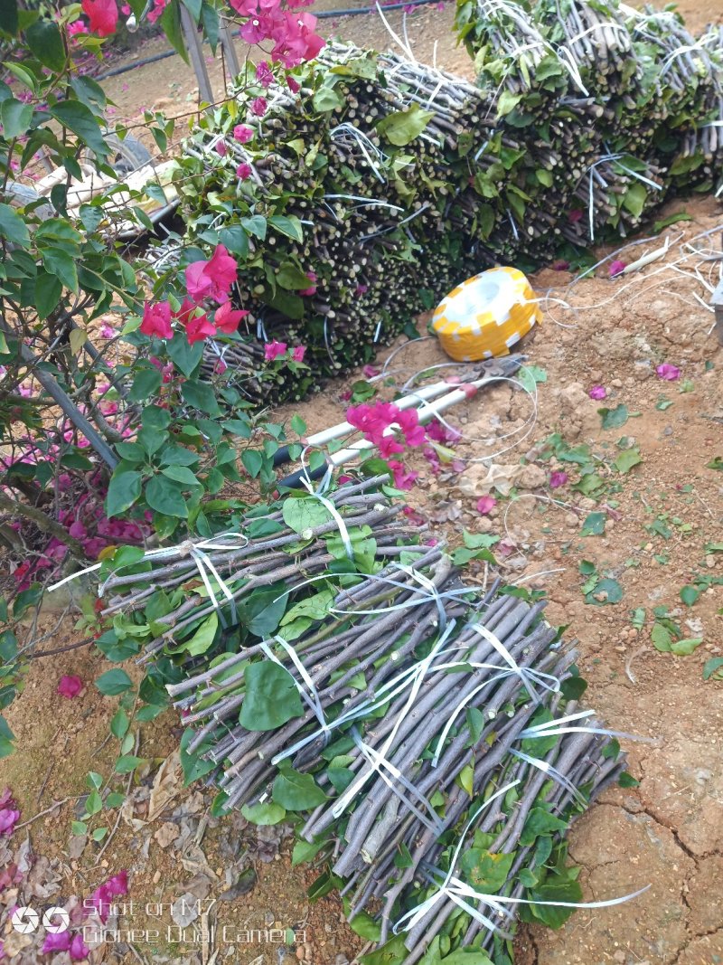 三角梅种苗枝条：水红，紫花如图实物基地直销