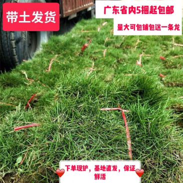 台湾草皮马尼拉草皮带土发