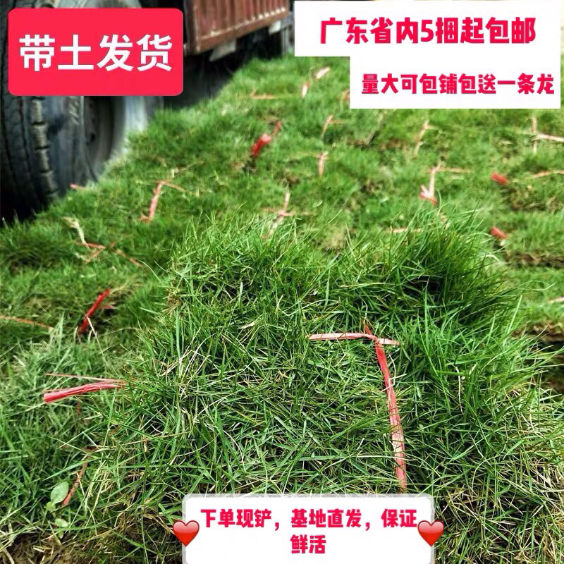 台湾草皮马尼拉草皮带土发