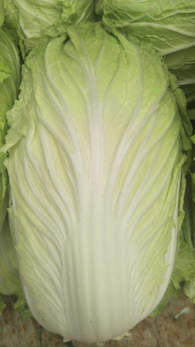 产地直供黄心大白菜《净菜、毛菜》脆甜无筋