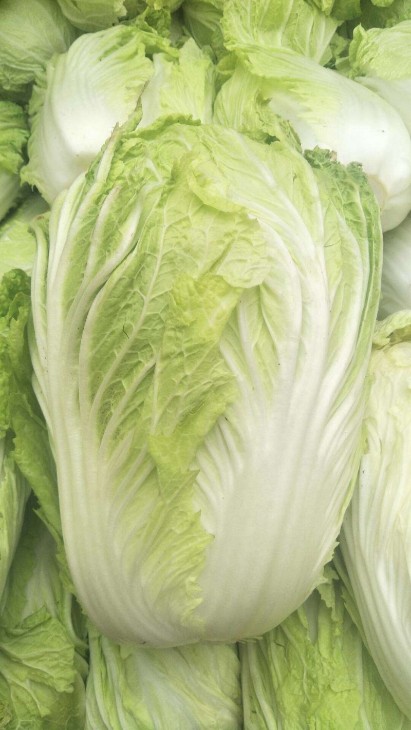 产地直供黄心大白菜《净菜、毛菜》脆甜无筋