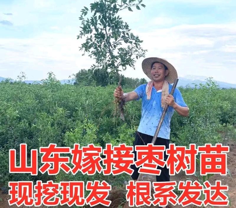 【现挖现发】优质大红枣树苗:产地自发包邮