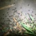 全年高价收购蟾蜍提供资质