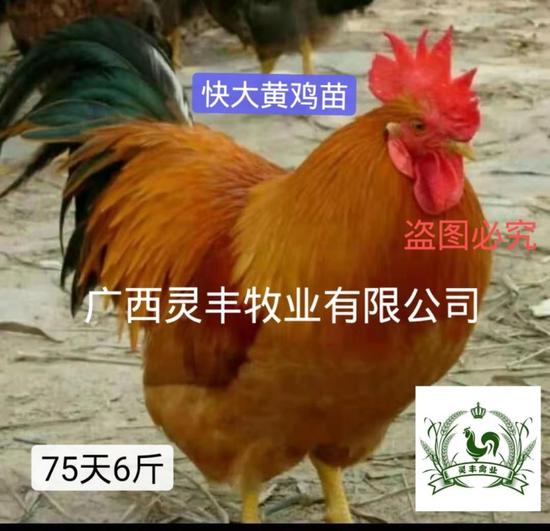 三黄鸡苗【高销量热卖】《有经营许可证》买卖更放心