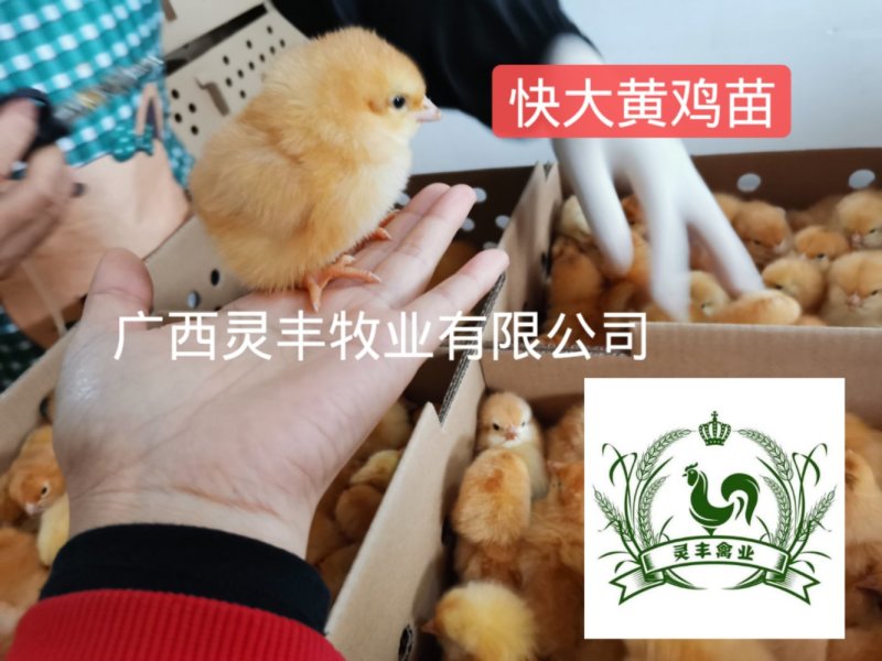 三黄鸡苗【高销量热卖】《有经营许可证》买卖更放心