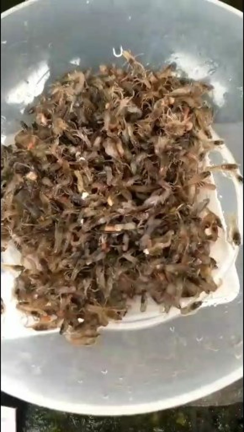 澳洲龙虾龙虾苗水产鱼苗批发小龙虾苗