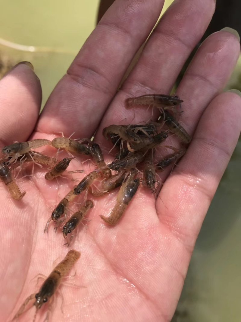 澳洲龙虾龙虾苗水产鱼苗批发小龙虾苗