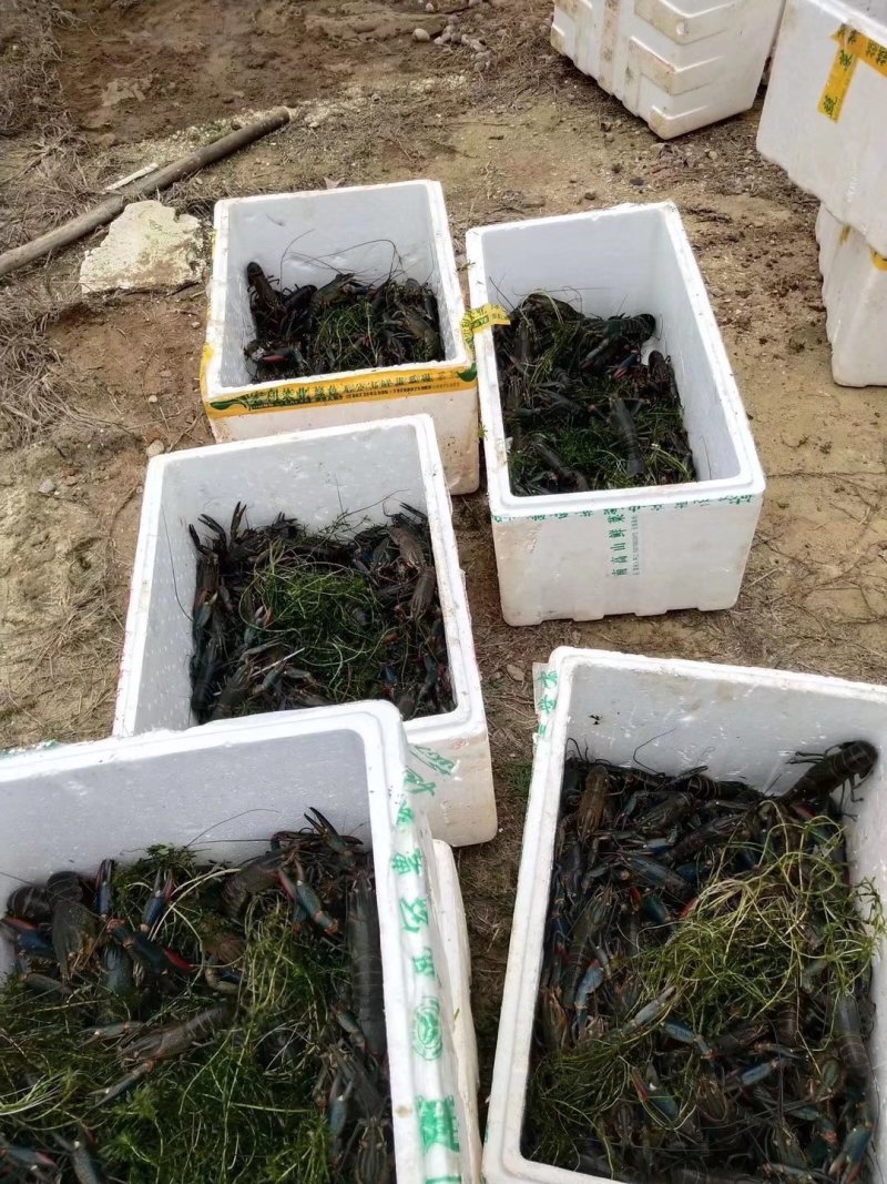 澳洲龙虾龙虾苗水产鱼苗批发小龙虾苗