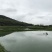 澳洲龙虾龙虾苗水产鱼苗批发小龙虾苗