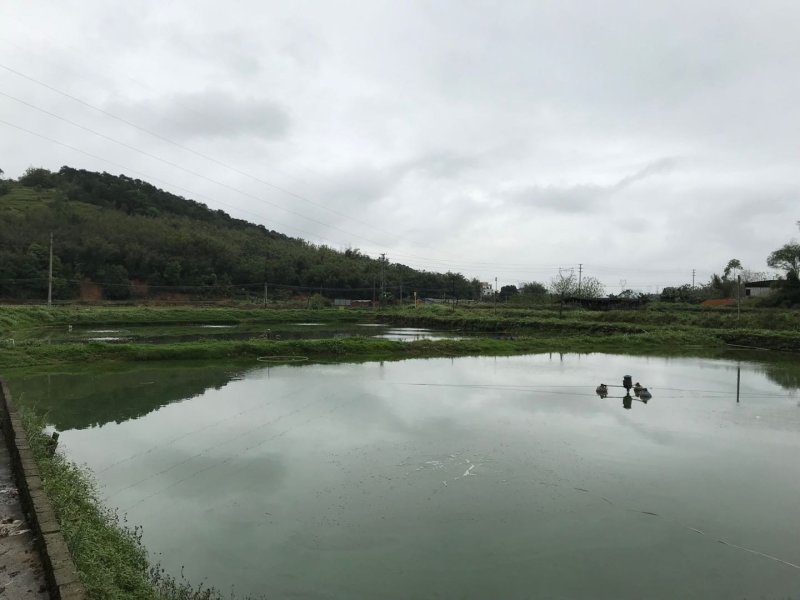 澳洲龙虾龙虾苗水产鱼苗批发小龙虾苗