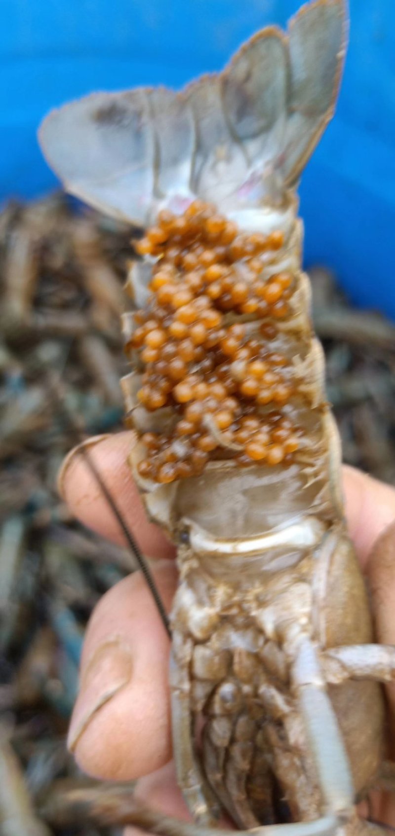 澳洲龙虾龙虾苗水产鱼苗批发小龙虾苗