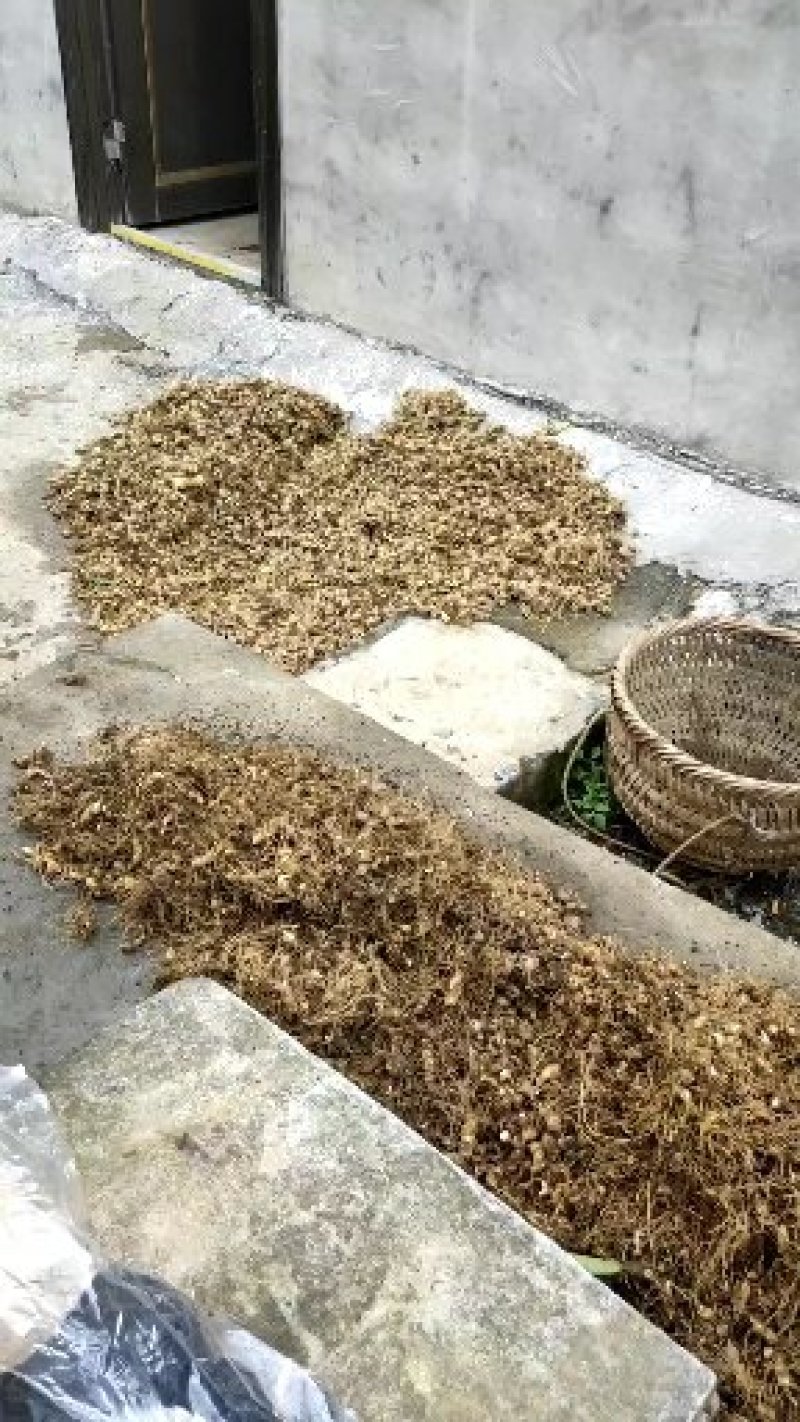 贵州野生地道大鸡头黄精小茎块基地供应。