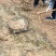 贵州野生地道大鸡头黄精小茎块基地供应。