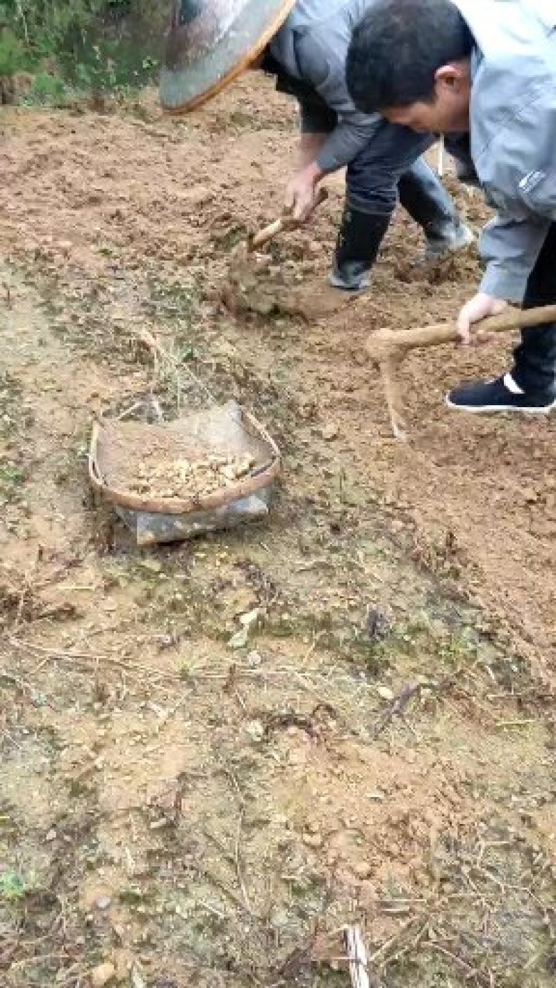 贵州野生地道大鸡头黄精小茎块基地供应。