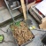 贵州野生地道大鸡头黄精小茎块基地供应。
