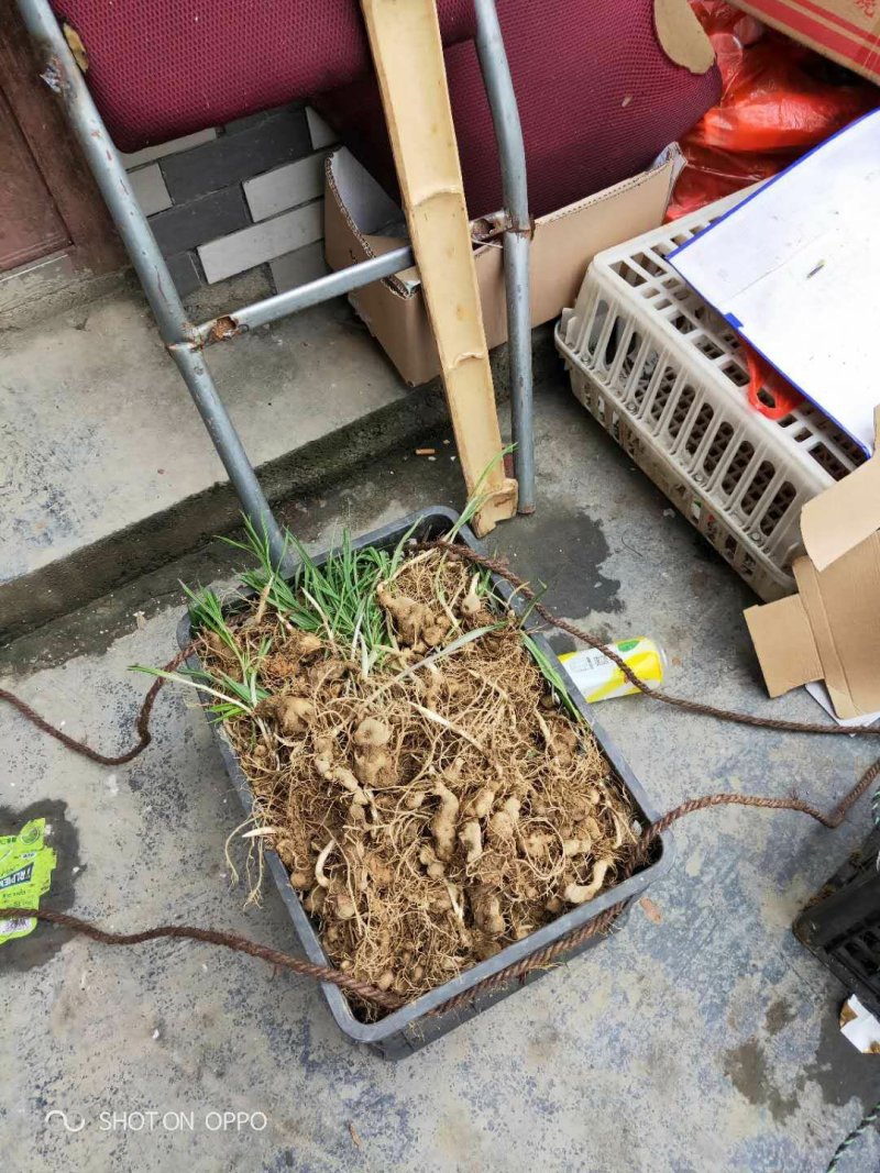 贵州野生地道大鸡头黄精小茎块基地供应。