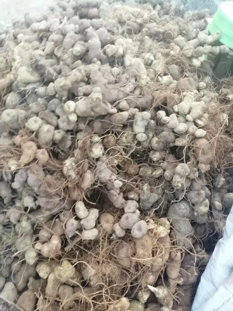 贵州野生地道大鸡头黄精小茎块基地供应。