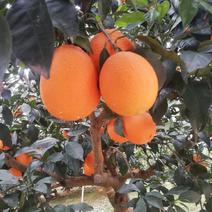 湖北九月红脐橙产地直发一手货源批发品质保证价格美丽