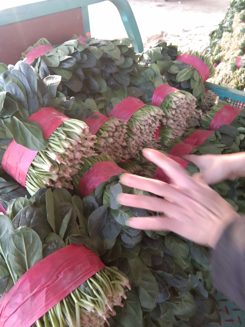 精品菠菜装箱打捆各种规格都有专业加工团队货源充足