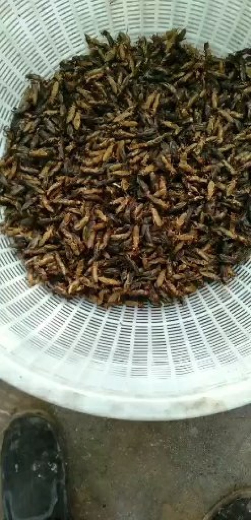 水蜻蜓幼虫高蛋白食用昆虫，营养丰富，味道鲜美，适合油炸