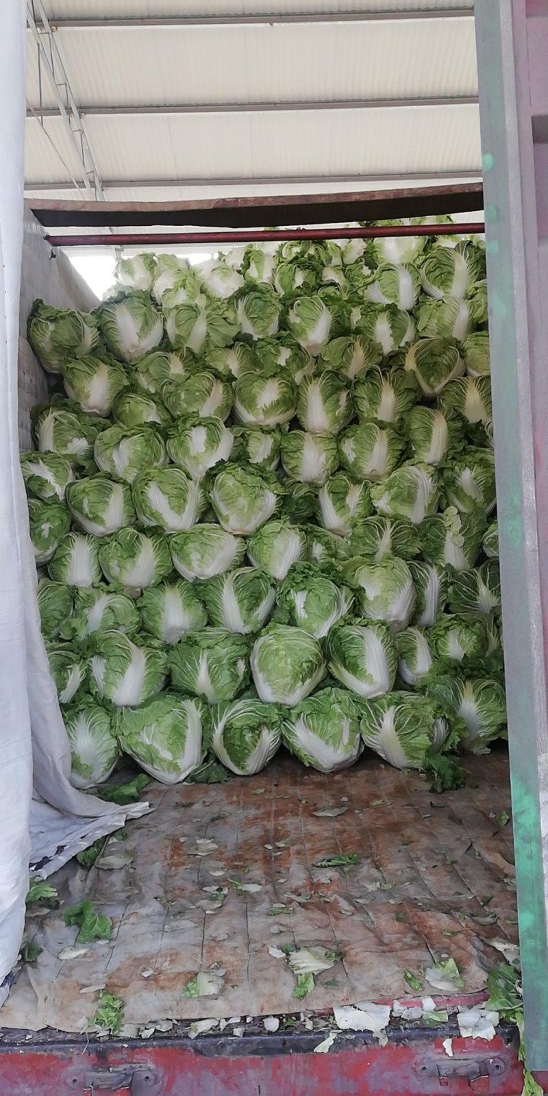 大白菜，秦白2号优质大白菜，代发全国，欢迎选购