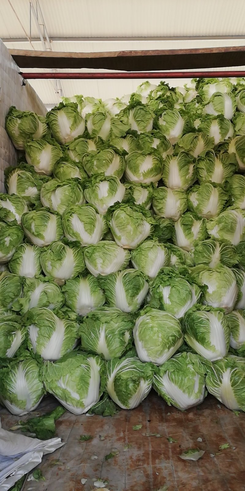 大白菜，秦白2号优质大白菜，代发全国，欢迎选购