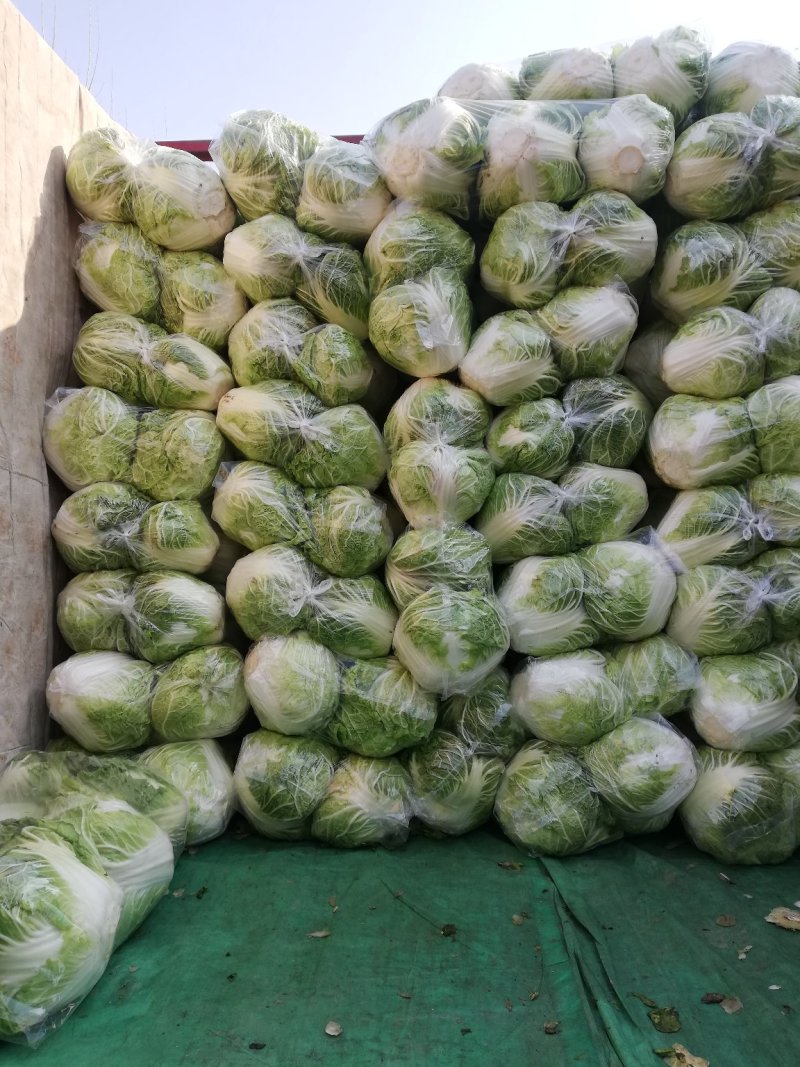 大白菜，秦白2号优质大白菜，代发全国，欢迎选购