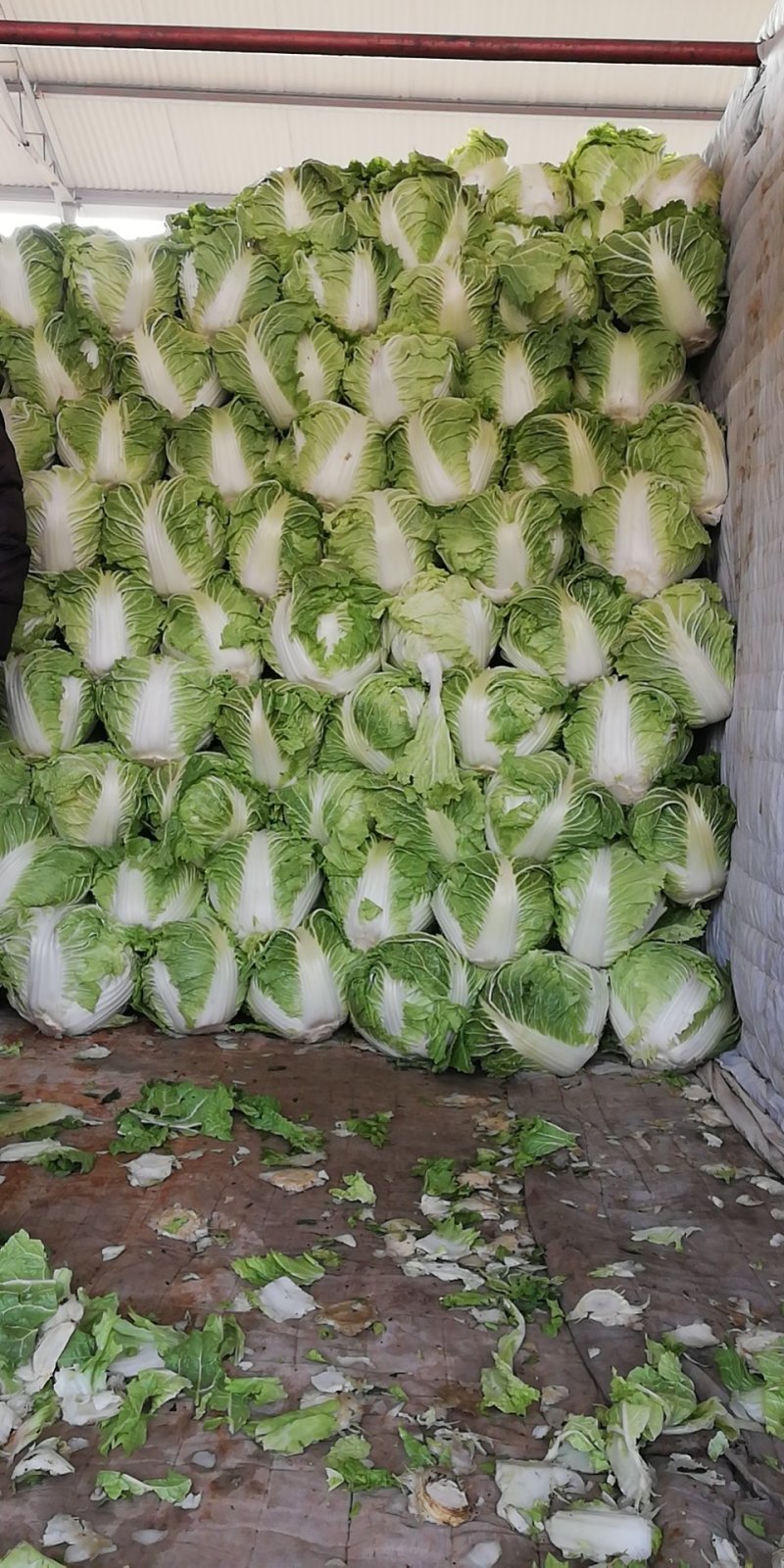 大白菜，秦白2号优质大白菜，代发全国，欢迎选购