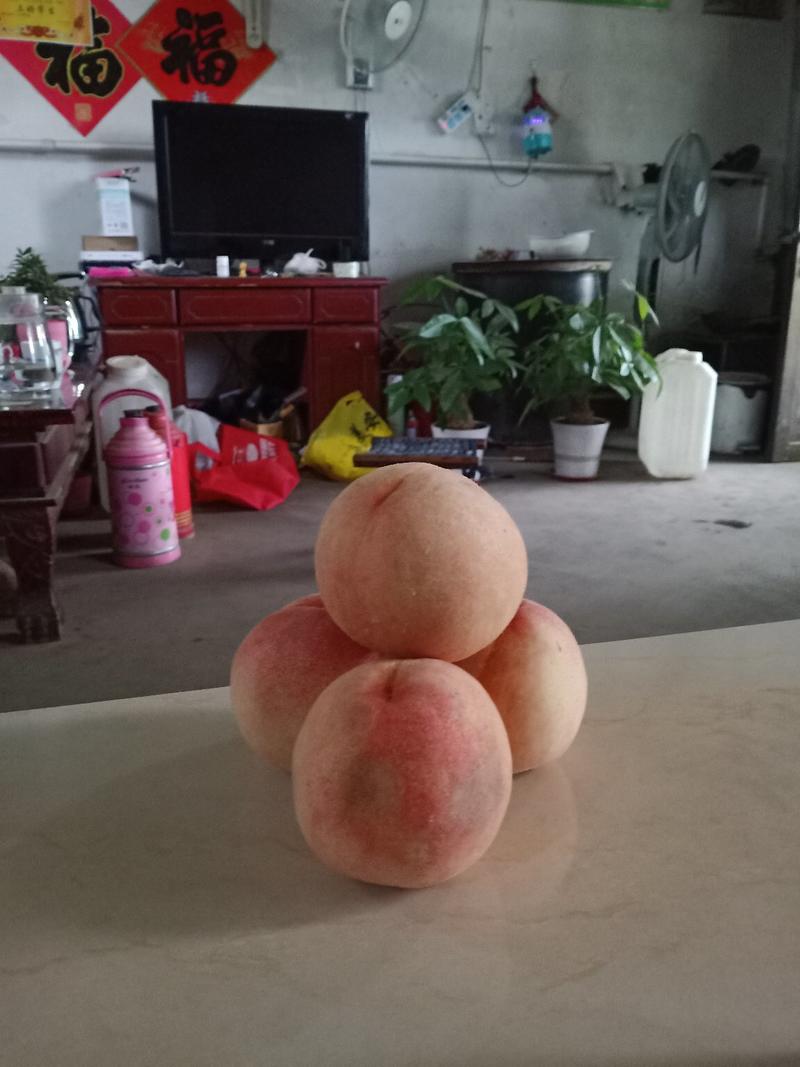 桃树新品种，秋彤80cm以上
