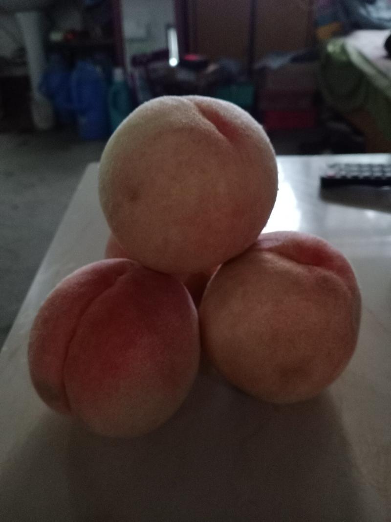 桃树新品种，秋彤80cm以上