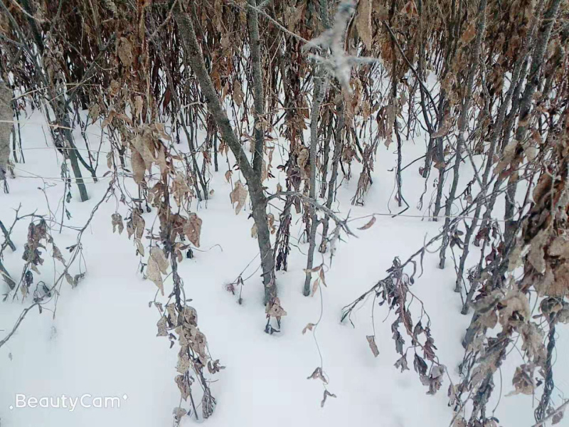 7年皂角树苗本溪桓仁无中间商树非常好适合定植嫁接