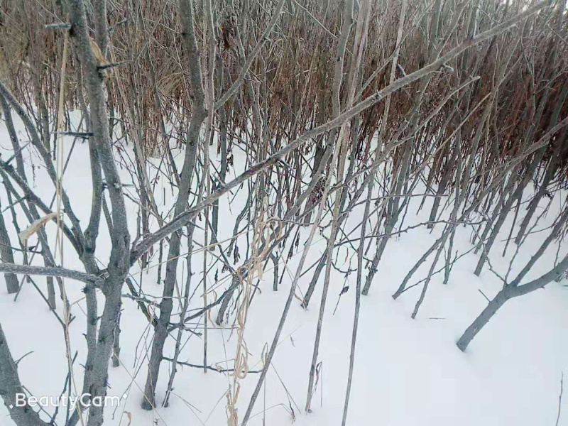 7年皂角树苗本溪桓仁无中间商树非常好适合定植嫁接