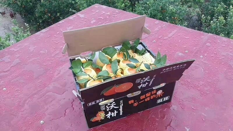 武鸣沃柑可以大量上市，可一件代发，果地直发