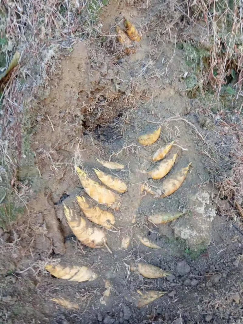 精品福建罐头笋大量供应万亩产地直销可视频看货欢迎电联