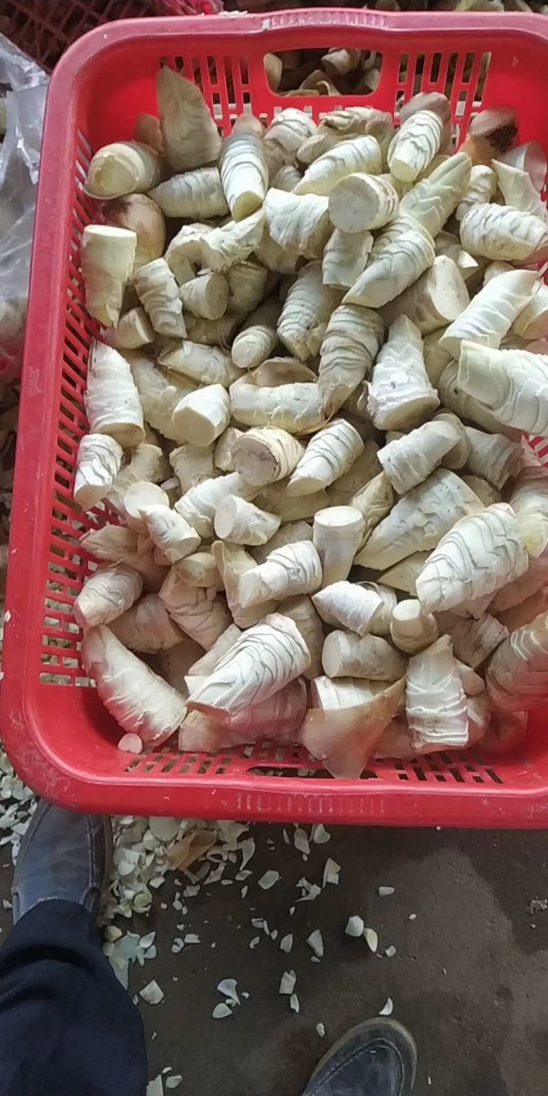 精品福建罐头笋大量供应万亩产地直销可视频看货欢迎电联