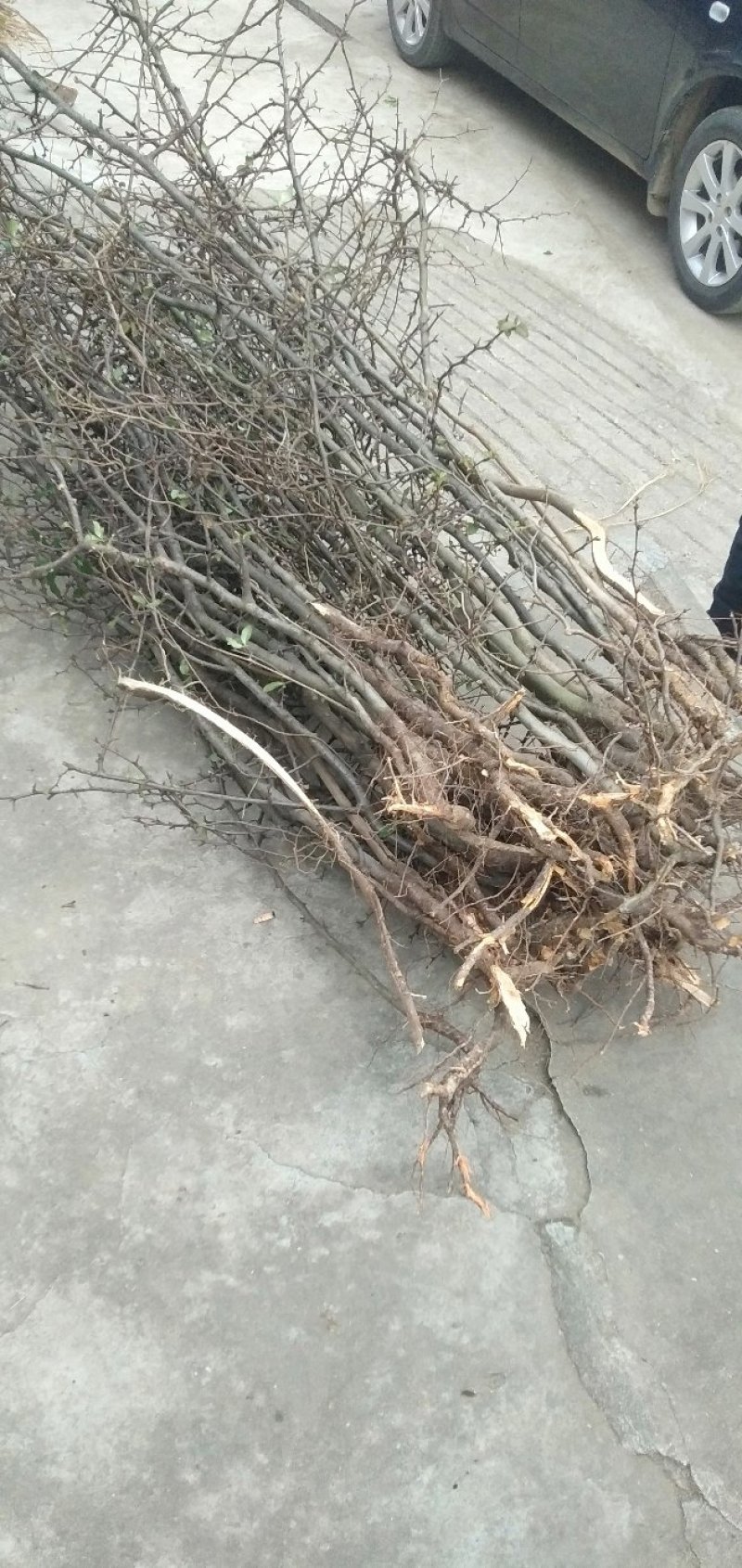 陕西精品皱友药木瓜，长叶木瓜苗，