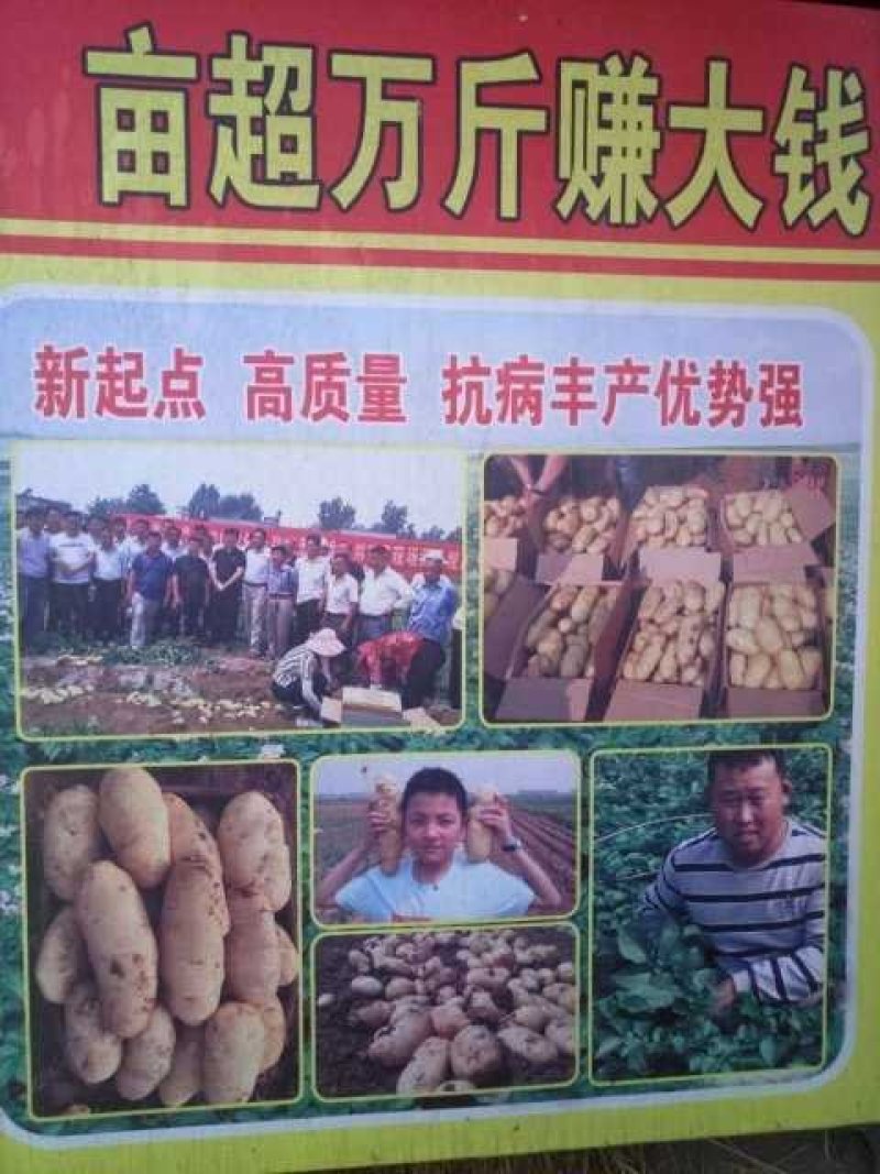 优质脱毒土豆种子，抗病能力强产量高，客户种着好才是真的好