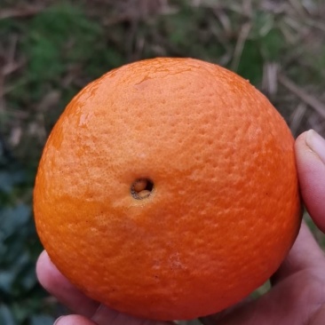 纽荷尔脐橙口感好画渣价格美丽动人心弦外之音