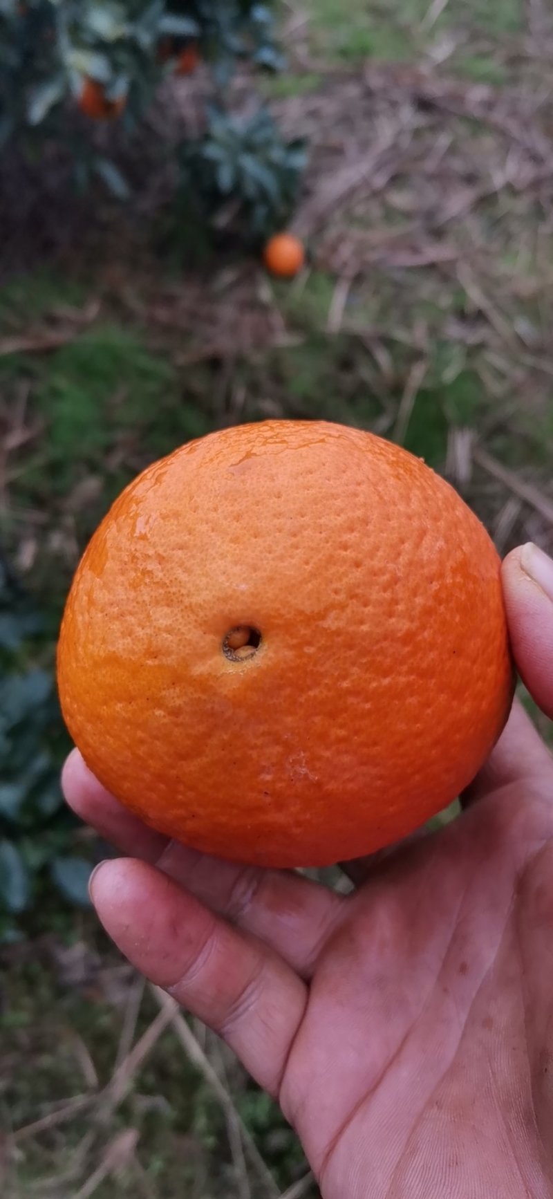 纽荷尔脐橙口感好画渣价格美丽动人心弦外之音